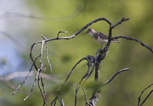 Bilder vom 21. Juni 2004: Oeverloper, Common Sandpiper, Actitis hypoleucos