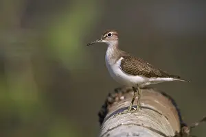 Common Sandpiper Drucke: Oeverloper, Common Sandpiper, Actitis hypoleucos