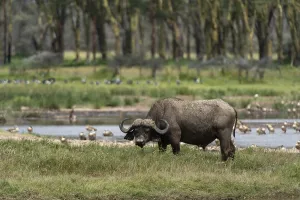 African Wild Animals Drucke: An old Cape buffalo, Syncerus caffer