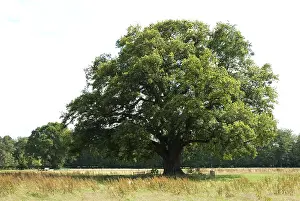 Bilder Datiert 14. Juli 2007: Alte Eiche, Oude Eik