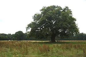 Bilder Datiert 13. Juli 2007: Alte Eiche, Oude Eik