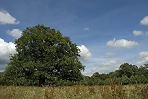 Bilder Datiert 14. Juli 2007: Alte Eiche, Oude Eik