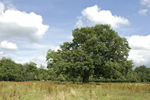 Quercus Robur Images Drucke: Old Oak, Oude Eik