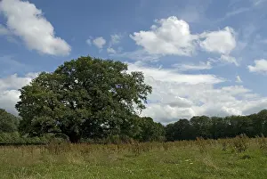 Bilder Datiert 14. Juli 2007: Alte Eiche, Oude Eik