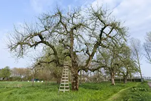 Europe Countryside Images Drucke: Old tree at the Betuwe