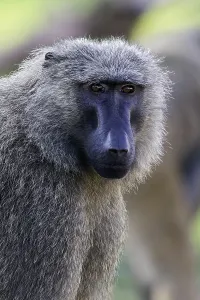Africa Mammals Drucke: Olive Baboon, Papio anubis