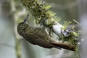 Bilder Datiert 31. Dezember 2018: Olive-backed Woodcreeper (Xiphorhynchus triangularis triangularis)