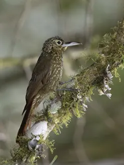 South America Fauna Drucke: Olive-backed Woodcreeper (Xiphorhynchus triangularis triangularis)
