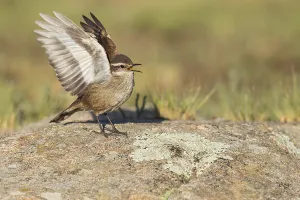 Argentina Nature Reserves Drucke: Olrog's Cinclodes, Cinclodes olrogi