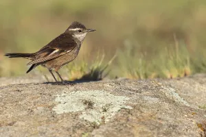 Argentina Nature Reserves Drucke: Olrog's Cinclodes, Cinclodes olrogi