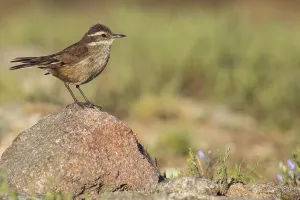 Argentina Bird Species Drucke: Olrog's Cinclodes, Cinclodes olrogi