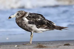 Olrogs Möwe, Larus atlanticus