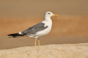 Bilder Datiert 22. November 2021: Oman, November, Möwchen von Heuglin