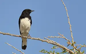 Oman, November, Variable Wheatear