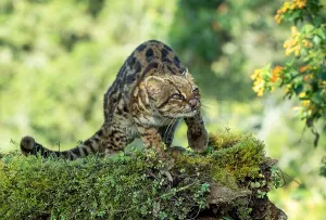 Central America Wildlife Images Drucke: Oncilla, Leopardus tigrinus
