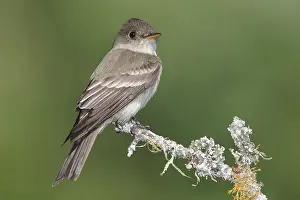 Bilder Datiert 2. Mai 2013: Oostelijk Bospiewie, Eastern Wood-Pewee, Contopus virens