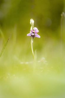 European Wild Flowers Drucke: Ophrys aveyronensis