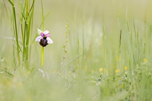 Asparagales Family Flowers Drucke: Ophrys aveyronensis