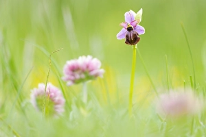 European Flora And Fauna Drucke: Ophrys aveyronensis
