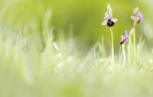 Green Leaf Macro Photography Drucke: Ophrys aveyronensis
