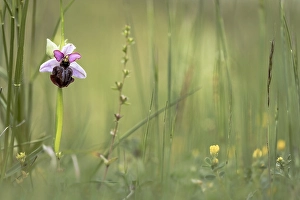 Macro Photography Of Nature Drucke: Ophrys aveyronensis