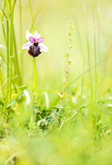 Macro Plant Photography Drucke: Ophrys aveyronensis
