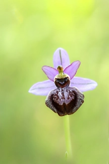 Natural Environment Of Europe Drucke: Ophrys sphegodes subsp. aveyronensis
