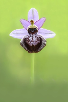 Green Leaf Details Drucke: Ophrys sphegodes subsp. aveyronensis