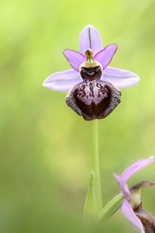 Wild Orchids In Europe Drucke: Ophrys sphegodes subsp. aveyronensis