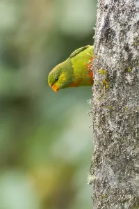 Oceania Nature Scenes Drucke: Orange-billed Lorikeet, Neopsittacus pullicauda