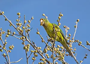 Bilder Datiert 28. März 2023: Orangenfrontparakeet, Eupsittula canicularis