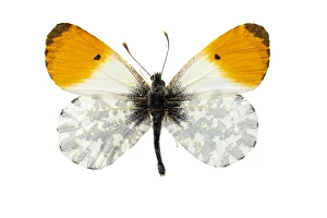 White Background Insect Images Drucke: Orange-tip, Anthocharis cardamines