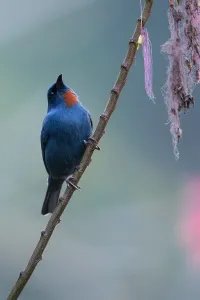 Caribbean Island Birds Drucke: Orangequit, Euneornis campestris