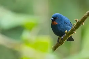 Orangequit, Euneornis campestris