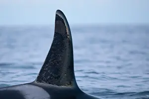 Orca, Orcinus orca