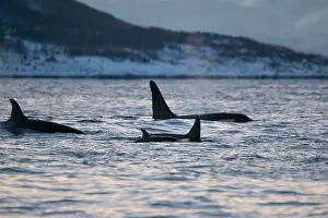 Orca, Orcinus orca