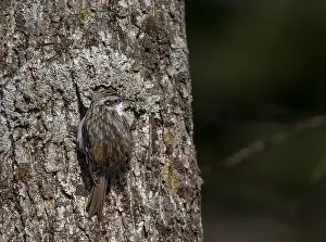 Eurasian Treecreeper Drucke: Orientalis Eurasian Treecreeper, Certhia familiaris daurica