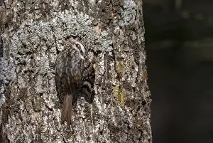 Hokkaido Wildlife Drucke: Orientalis Eurasian Treecreeper, Certhia familiaris daurica