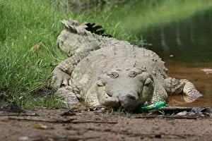 Krokodil Drucke: Orinoko-Krokodil