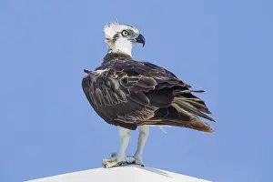 Raptor Wildlife Photography Drucke: Osprey