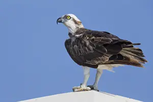Osprey Bird Drucke: Osprey