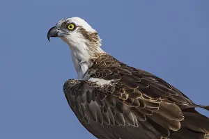 Raptor Bird Species Drucke: Osprey