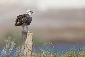 Osprey Bird Drucke: Osprey