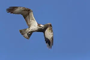 Raptor Bird Species Drucke: Osprey