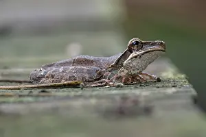 South American Amphibians Drucke: Osteocephalus planiceps