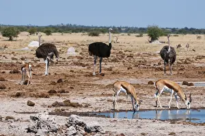 Struthio Camelus Habitat Drucke: Ostriches, Struthio camelus, and springboks