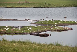Wildlife Photography Netherlands Drucke: Ottersaat
