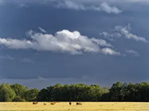 Netherlands Landscape Drucke: Oudemolense Veld