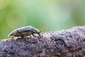Juni Drucke: Oxymirus cursor