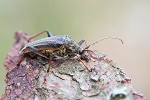 Bilder Datiert 3. Juni 2022: Oxymirus cursor